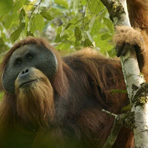 Tapanuli orangutan (Pongo tapanuliensis) Togus, adult flanged male, Batang Toru Forest