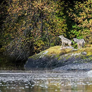 Timber Wolves (Canis lupus) resting on a rock by the shoreline. Near Mussel Inlet