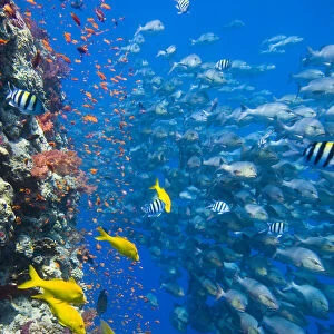 The vertical reef wall at Shark Reef, Ras Mohammed, with Scalefin anthias
