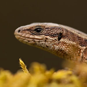 Viviparous / Common lizard (Zootoca / Lacerta vivipara) portrait, Staffordshire, England, UK, April