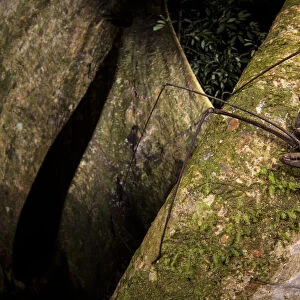 Whip scorpion (Heterophrynus elephas) hunting for food on a large tree root of the rainforest