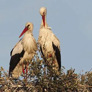 White stork (Ciconia ciconia) pair on nest, wetland reserve, Doana National & Natural Park