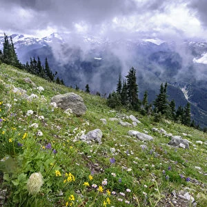 Wildflowers in alpine meadow, view to snow capped mountains and valley below. Whistler
