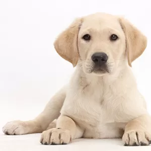 Yellow Labrador Retriever puppy, age 9 weeks, lying with head up