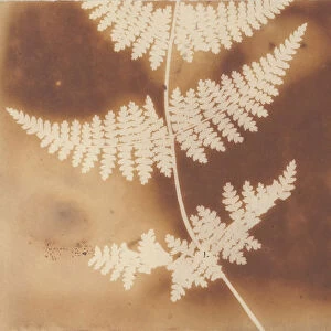 1. Felce. 2. Alga, 1839. Creator: William Henry Fox Talbot