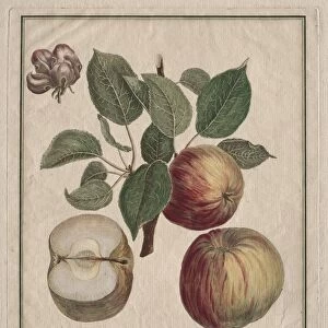 Apple with Leaf and Fruit Blossom, 1768. Creator: Henri Louis Duhamel du Monceau (French