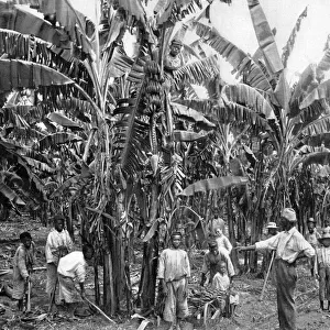 Banana plantation, Jamaica, c1905. Artist: Adolphe Duperly & Son