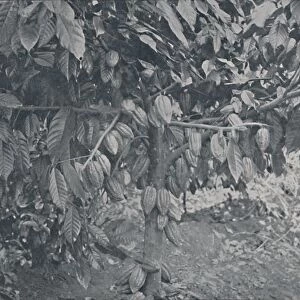 Cacao Tree, 1924. Artist: J.s Fry & Sons
