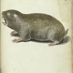 Cape Mole Rat