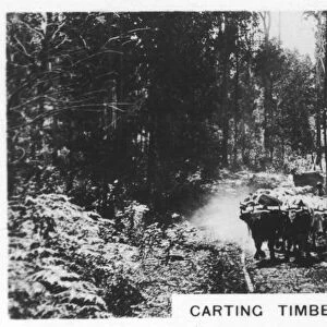 Carting timber, Victoria, Australia, 1928