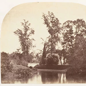 Casuarina Trees, Botanic Gardens, Calcutta, 1858-61. Creator: Unknown