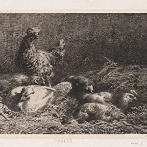 Chickens (Poutes), 1867. Creator: Charles-Emile Jacque (French, 1813-1894)