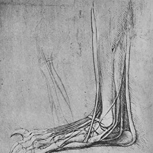 Dissection of a Bears Foot to the Left, c1480 (1945). Artist: Leonardo da Vinci