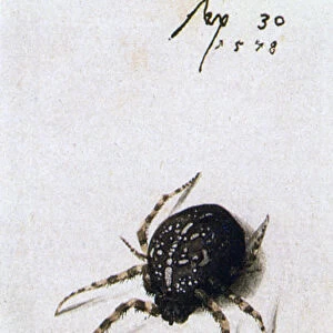 Female Spider, 1578. Artist: Joris Hoefnagel