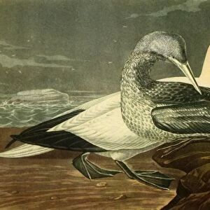 Gannets, 1836, (1942). Creator: John James Audubon