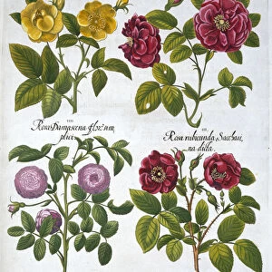 Roses, 1613