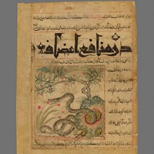 Viper in a Rocky Garden from Manafi al-Hayawan (On the Usefulness of Animals) of Ibn