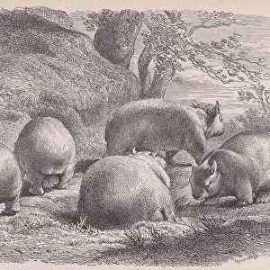 The Wombat, from "Le Magasin Pittoresque", ca. 1852