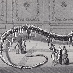 114 Feet Long Skeleton Of Fake Sea Serpent Hydrarchos Harlani Put On Show In New York And Boston In 1845 By Albert C. Koch. It Was Subsequently Exposed As A Fraud, The Fake Made Up From Five Fossil Whale Skeletons. From A 19Th Century Print