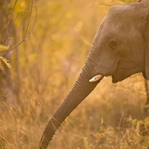 African Elephant (Loxodonta Africana), Arathusa Safari Lodge, Sabi Sand Reserve, Mpumalanga, South Africa