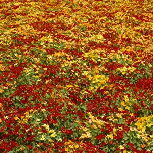 Agriculture - A field of commercially grown Nasturtiums / Lompoc, California, USA