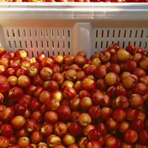 Agriculture - Freshly harvested ripe nectarines in field bins / San Joaquin Valley, California, USA