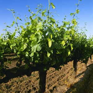 Agriculture - Late spring foliage growth on wine grape vines / Oakdale, California, USA