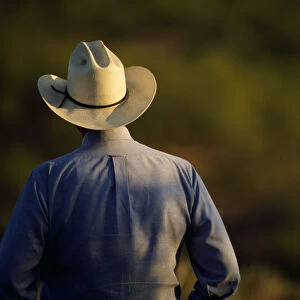 Agriculture - View of a cowboy from behind / Cee Vee, Texas, USA