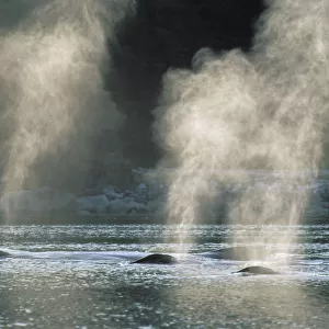 Alaska, Inside Passage, Tongass National Forest, Group Of Humpback Whales Surfacing