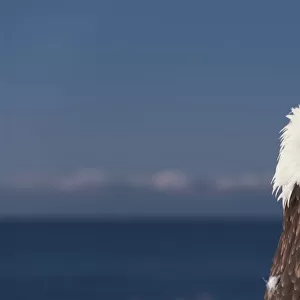 Alaska, A stoic Bald Eagle against a clear blue sky