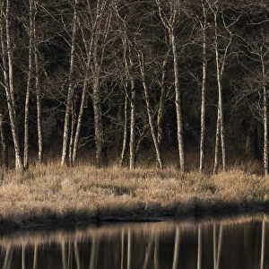 Alders Reflect In Water On A Winter Afternoon; Cathlamet, Washington, United States Of America