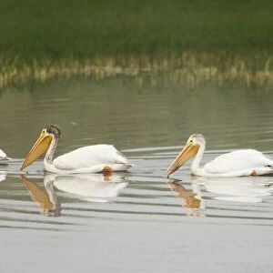 American White Pelicans Swim In A Line On The Yellowstone River; Wyoming, Usa