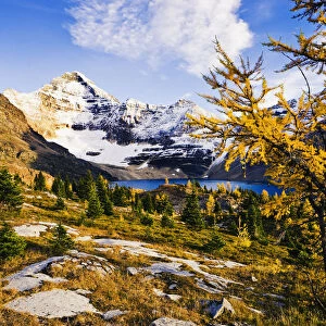 Artists Choice: Larch Trees, Lake Mcarthur And Mount Biddle, Yoho National Park, British Columbia