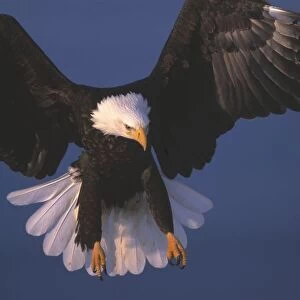 Bald Eagle Hovering In The Air