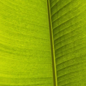 Barbados, Detail of Banana leaf; Andromeda Gardens