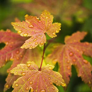 Bigleaf Maple Leaves Catch Raindrops; Westport, Oregon, United States Of America