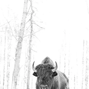 Bison in Elk Island National Park in winter, Alberta, Canada