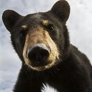 Black Bear Cub (Ursus Americanus), Captive In Alaska Wildlife Conservation Center, South-Central Alaska; Portage, Alaska, United States Of America