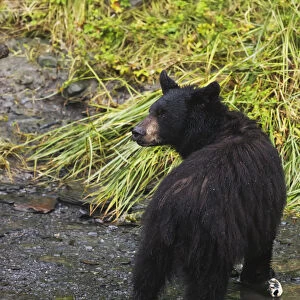 Black Bear (Ursus Americanus) Feeding On Pink Salmon Along Dayville Road; Valdez, Alaska, United States Of America