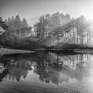 Black and white image of morning sun rays through the morning fog reflected on Cedar Creek in the Olympic National Park on the Washington Coast; Forks, Washington, United States of America