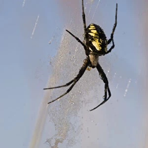 A Black And Yellow Argiope Spider Guards Her Web; Astoria, Oregon, United States Of America
