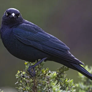 Blackbird, Starling