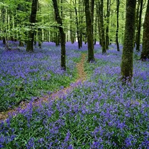 Bluebell Wood, Near Boyle, Co Roscommon, Ireland
