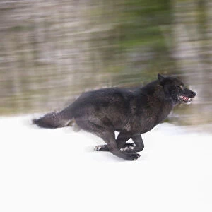 Blurred Motion View Of A Wolf In *Black Phase* Running In The Tongass National Forest, Southeast, Alaska During Winter