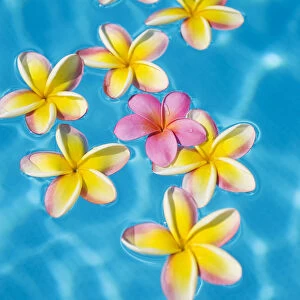 Bright Yellow Plumerias Floating Around One Pink One In Turquoise Water