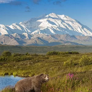 Brown Bear (Ursus Arctos) Walking In A Grass Meadow With Mount Mckinley In The Distance, Denali National Park And Preserve; Alaska, United States Of America