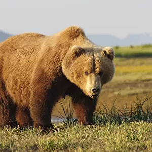 A Brown Grizzly Bear (Ursus Arctos Horribilis); Alaska, United States Of America