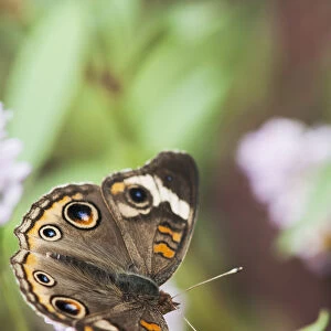 A Buckeye Butterfly (Junonia Coenia) Rests On A Flower; Vian, Oklahoma, United States Of America