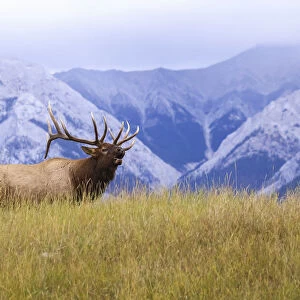 Bull Elk (Cervus Canadensis) Bugling, Jasper National Park; Alberta, Canada