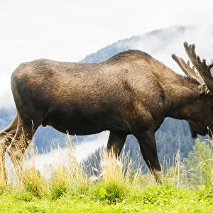 Bull Moose (Alces Alces) With Antlers In Velvet, Captive In Alaska Wildlife Conservation Center, South-Central Alaska; Portage, Alaska, United States Of America